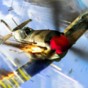 warplanes:ww2 dogfight破解版